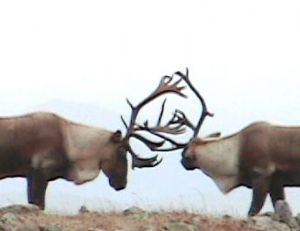 Combat durant le brame entre deux caribous mâles © bonjourquebec.com