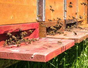 Comment construire une ruche dans votre jardin : le guide pour les amateurs d’apiculture