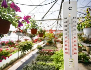 Comment protéger son jardin des fortes chaleurs ? / iStock.com - GoodLifeStudio