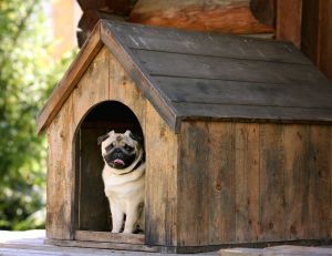 Construire une niche pour son chien : les critères importants