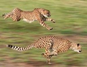 Un guépard peut courir à plus de 100 km/h