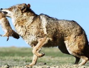 Le chien de prairie est souvent la proie des coyotes