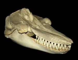 Squelette du crâne d’un orque