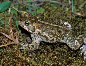 Crapaud calamite - ©Outback Images