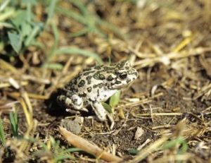 Crapaud vert - ©Outback Images