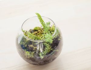 Créez votre propre terrarium !