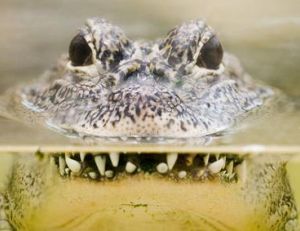 Crocodile à l’affut à la surface de l'eau