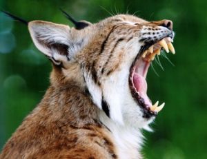 Le lynx est un carnivore