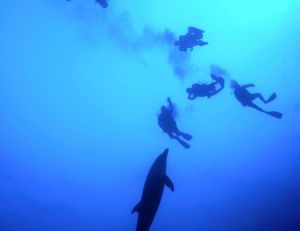 Palanquée de plongeurs en compagnie d'un dauphin