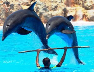 Spectacle avec des dauphins
