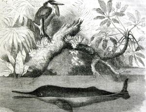 Plataniste ou dauphin du Gange
