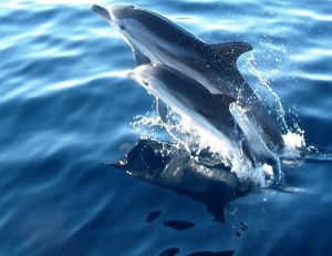 Un jeune dauphin peut rester 4 ans aux côtés de sa mère