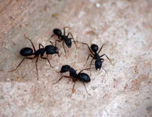 Eloigner les fourmis de chez soi