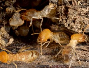 Chasser les termites de la maison
