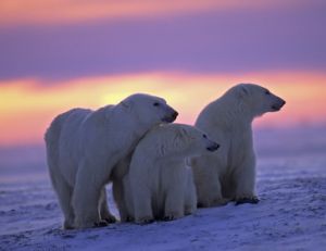 Famille d'ours polaires dans la lumière d'un crépuscule arctique