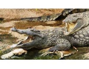 Crocodiles adultes