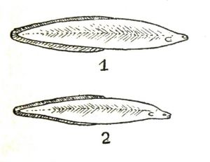 Développement d’une larve leptocéphale (anguille) à ses deux premiers stades