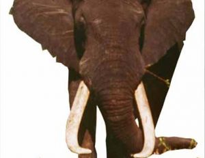 L'éléphant Dzombo