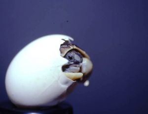 Éclosion d’un œuf de tortue Hermann ©Village des Tortues (SOPTOM)