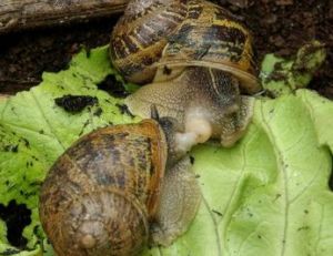 Accouplement d'escargots petit-gris © Audrey Mercier