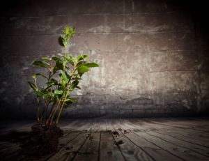 Faire pousser des plantes d'intérieur dans une pièce exposée à l'ombre