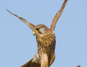 Le faucon crécerelle est un prédateur des moineaux