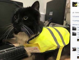 Le chat de la gare d'Huddersfield est devenu une véritable légende sur les réseaux sociaux