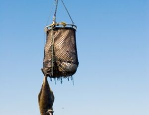 Un flétan d'une bonne centaine de kilos pêché en Alaska