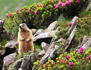 Que la montagne est belle… avec des marmottes