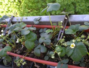 Cultiver des légumes ou des fruits sur son balcon : fraisiers