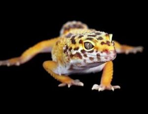 Gecko panthère