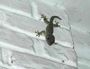 Gecko surveillant son territoire © Arnaud Filleul