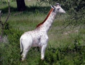 Cliché d'Omo, la girafe blanche repérée par Derek Lee dans un parc national de Tanzanie - copyright Derek Lee