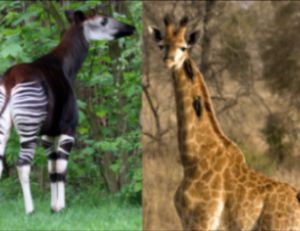 L'okapi et la girafe