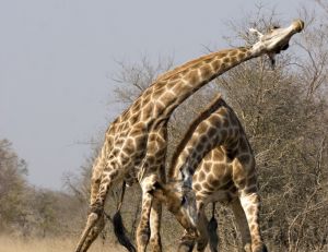 Combat entre girafes mâles