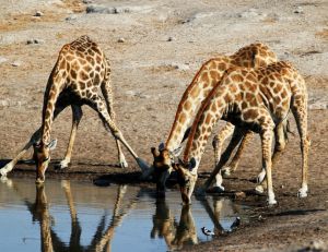 La girafe boit en écartant les pattes