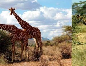 Girafes réticulées (à gauche) et girafes Masaïs (à droite)
