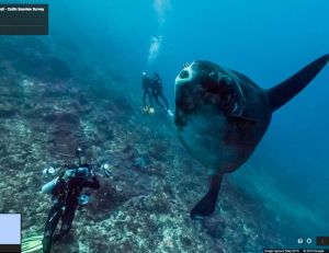 Explorer les fonds marins avec Google Street View, c'est dorénavant possible - copyright Google