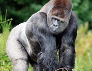 Gorille mâle adulte