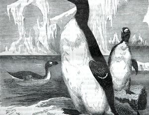 Le grand pingouin ou pingouin brachyptère