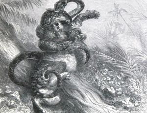 Gravure représentant un combat entre un jaguar et un anaconda
