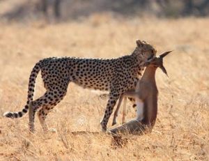 La gazelle de Thomson est une proie fréquente des guépards