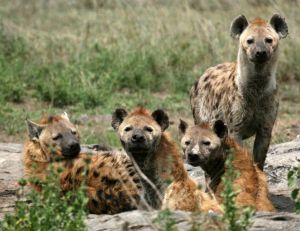Famille d'hyènes