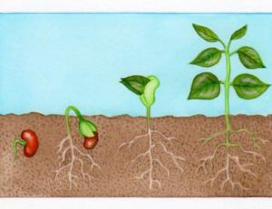 Etapes de germination du haricot