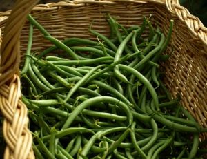 Cultiver des haricots verts