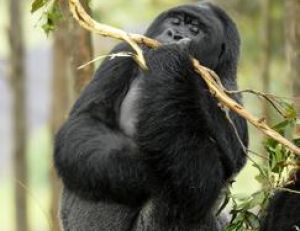 Le gorille est avant tout un herbivore