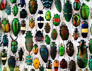 Insectes : un monde fascinant à découvrir / IStock.com - pixelprof