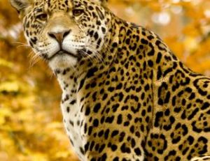 Jaguar mâle adulte