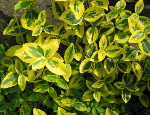 Euonymus fortunei Emerald’n Gold