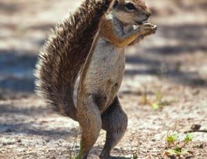 Écureuil de Kalahari 
